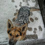 My dog in winter!