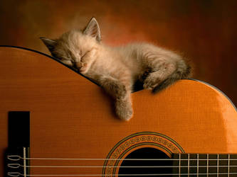 Guitar and a cat