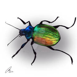 Beetle Practice piece