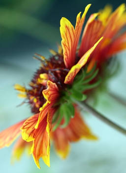 Gaillardia