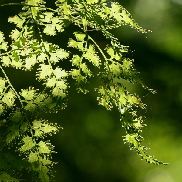 woodland veil