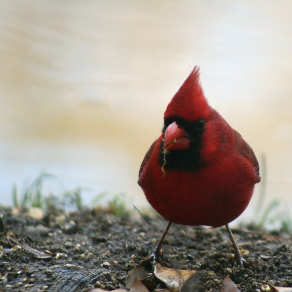 Northern Cardinal