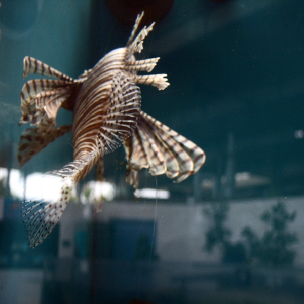 lionfish