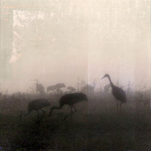 cranes in fog