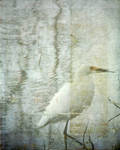 wading bird captured by sandpiper764