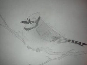 Blue Jay