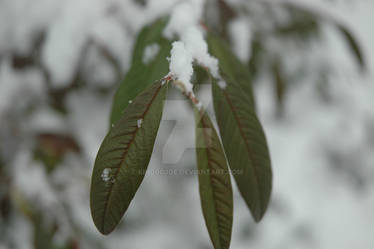 Snowy Leaves