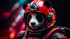 Panda Astronomico