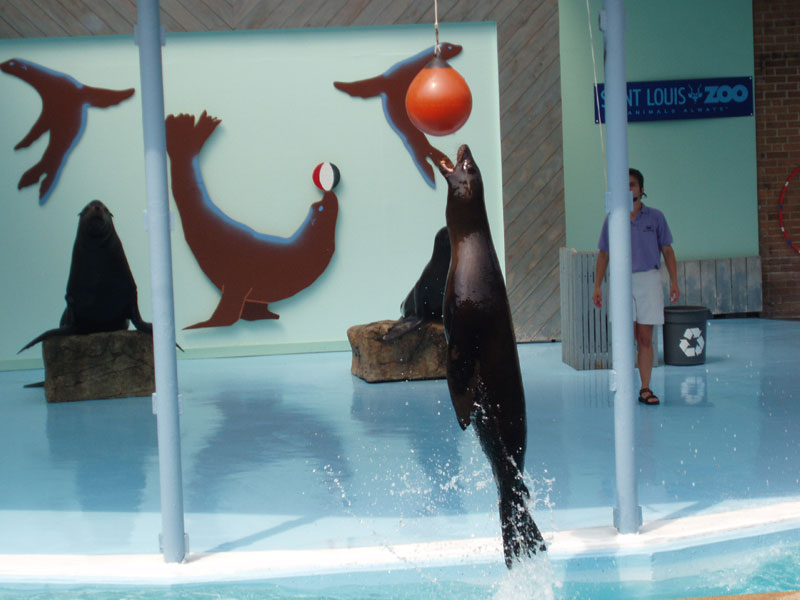 Sea Lion from St. Louis Zoo 7