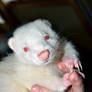 Twitch: My Beautiful Albino Skunk