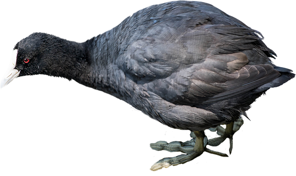 Eurasian Coot by Pandymonium62 on DeviantArt