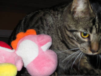 Pink yoshi, and my cat Sonic