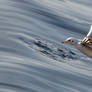 Black-headed Gull 2