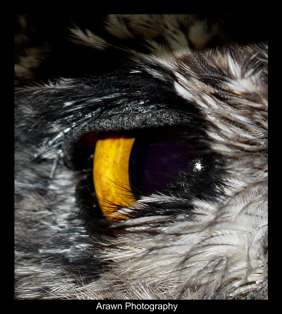 Owl's Eye