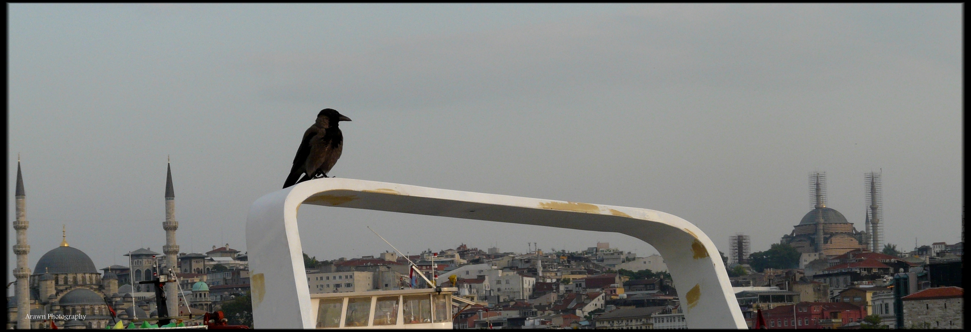 Istanbul Crow