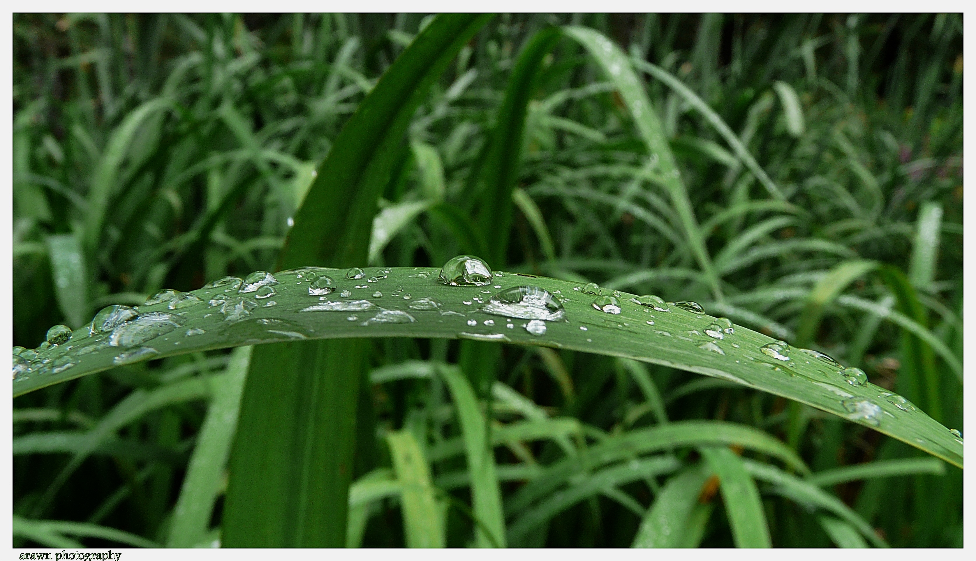 Bridge of Drops