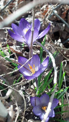 Crocus 2