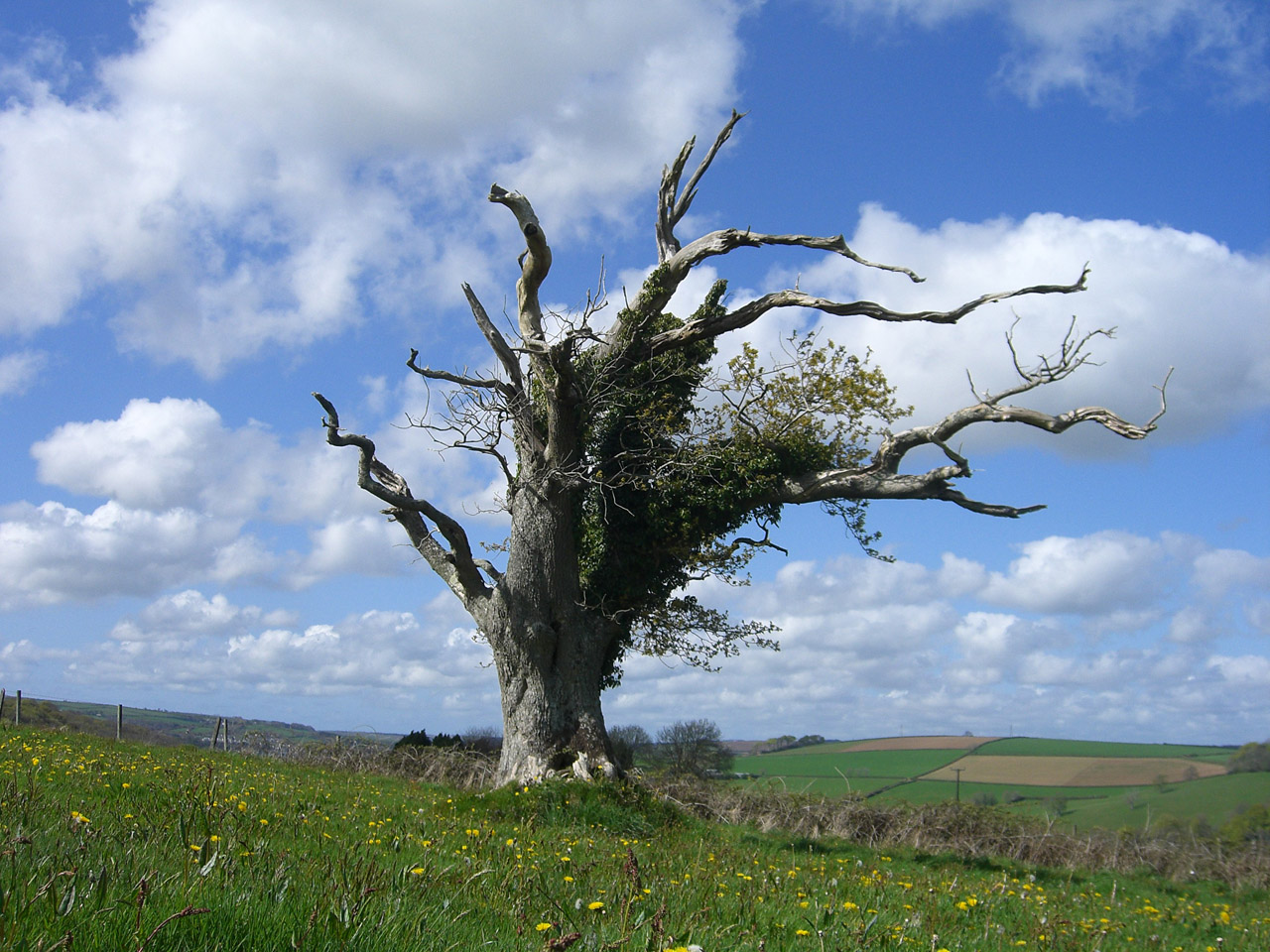 Dead Tree