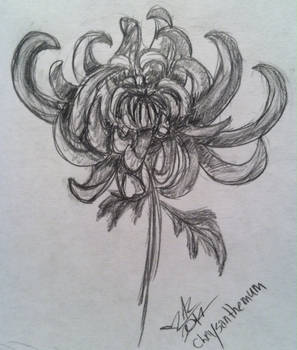 Chrysanthemum Sketch