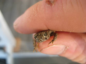 Small Toad