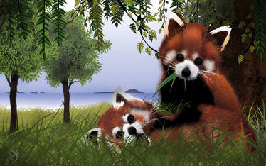 Red Pandas!