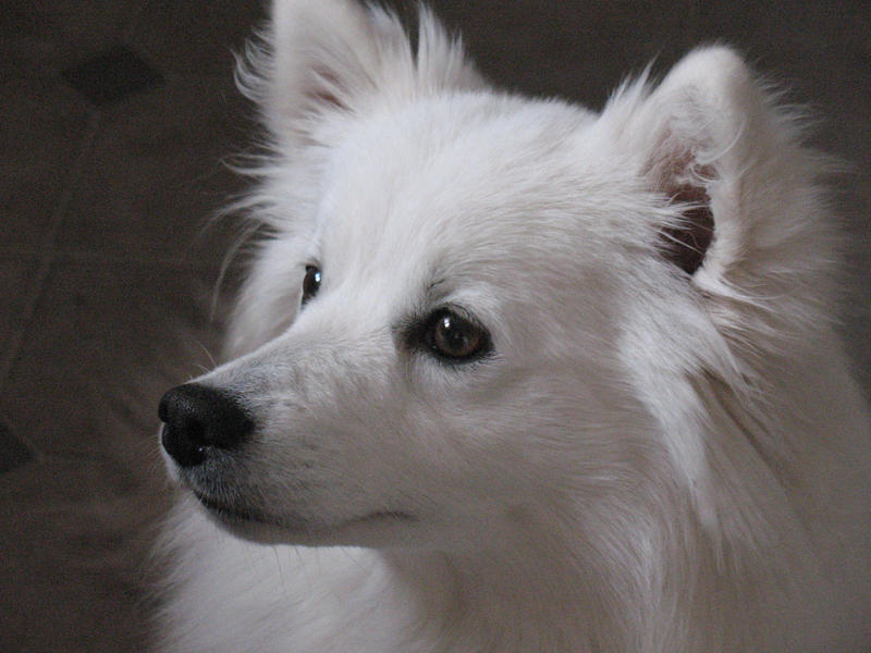 American Eskimo Love