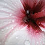 Hibiscus Close-Up