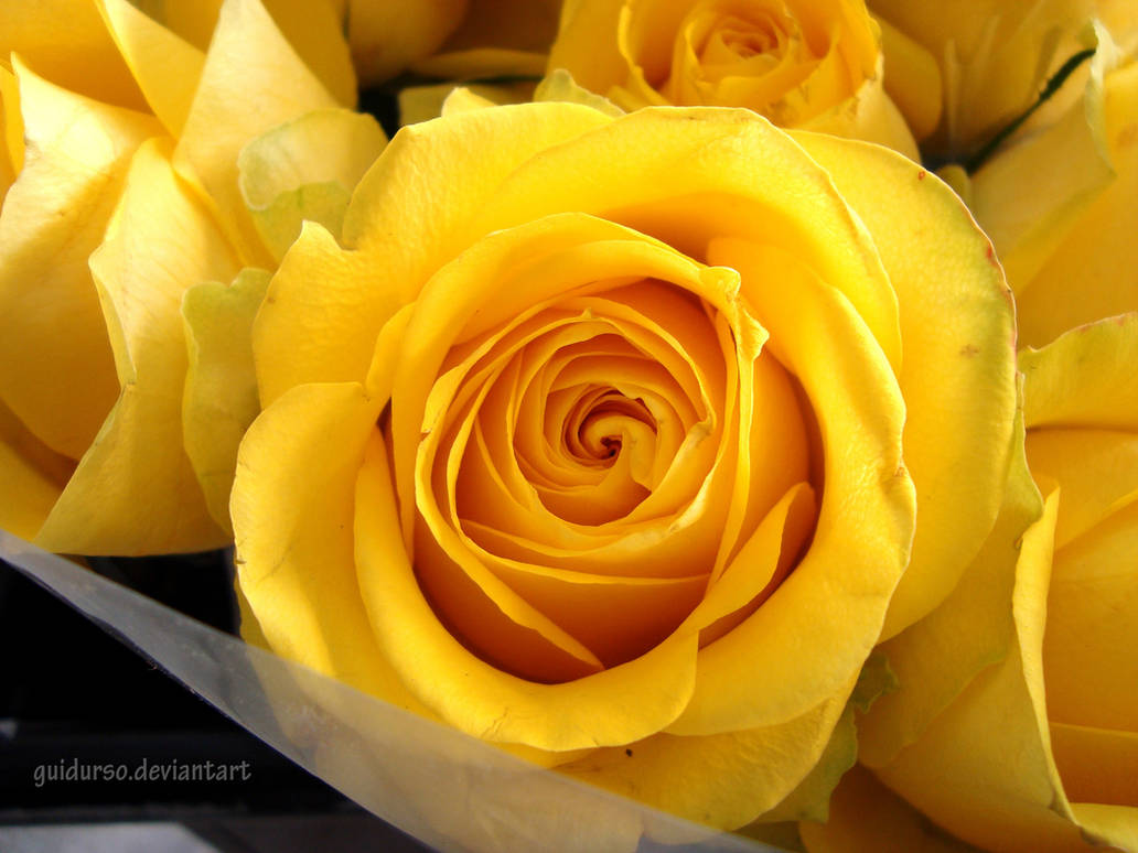 The Yellow Rose