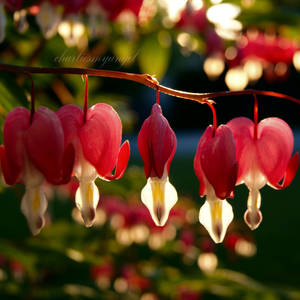 Those Patio Lanterns