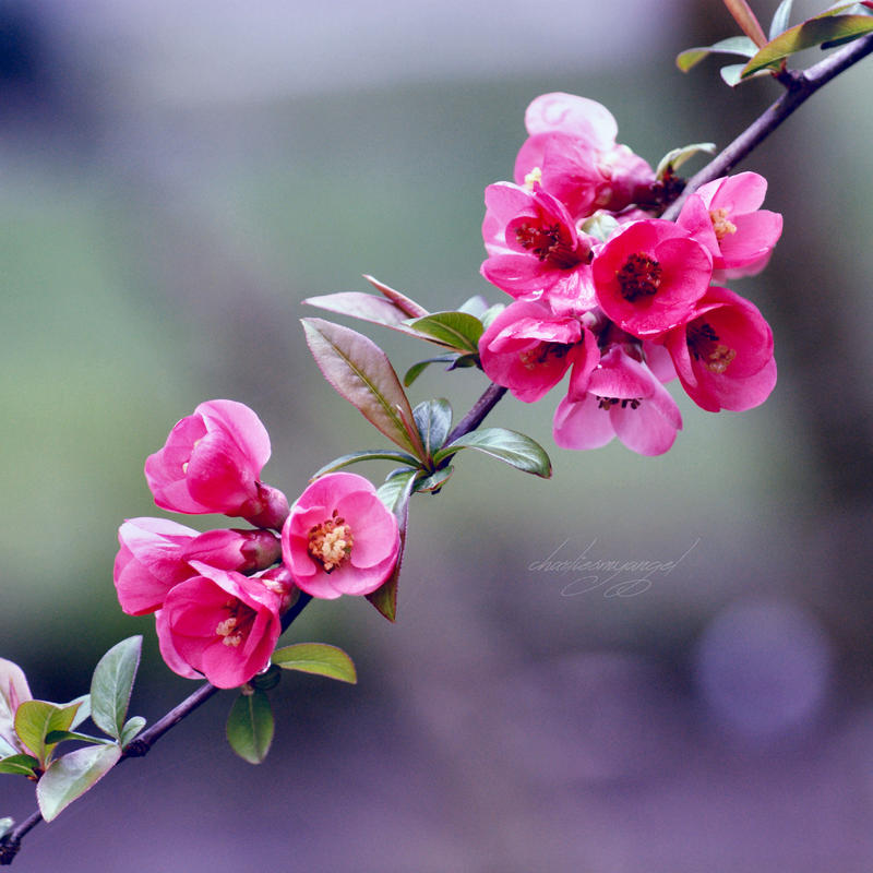 14/52 - Vision of Spring by charliesmyangel