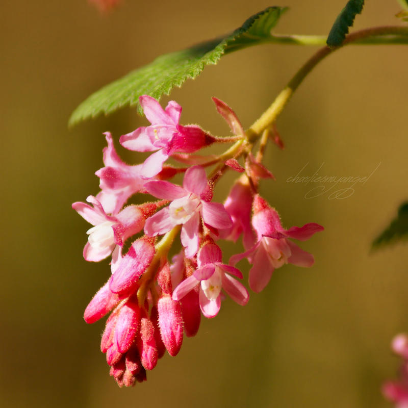 15/52~ Pretty in Pink