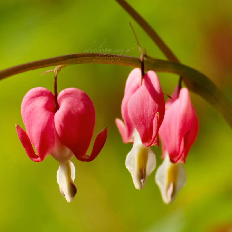 16/52 ~ Pink Ladies