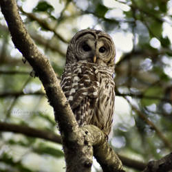 30/52 ~ Barred Owl