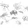 Insectes