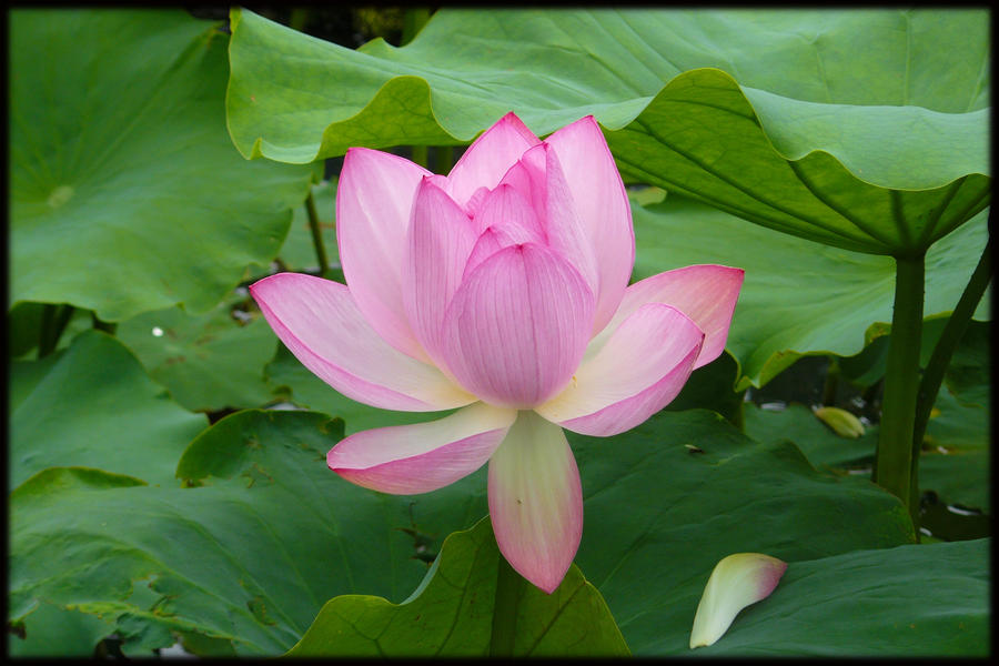 Lotus