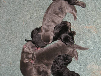 Newborn GSD pups 2