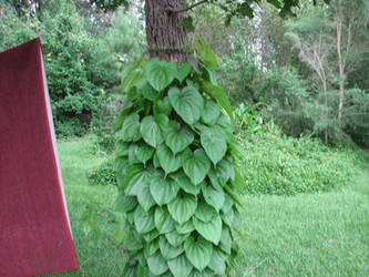 Heartshape vine