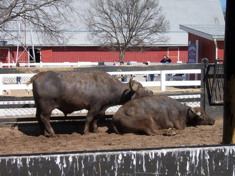 Water Buffalo Love