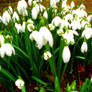 Snowdrops