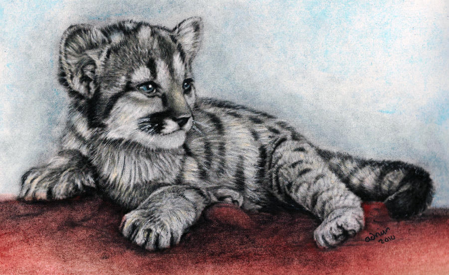 lil cub by ADRIANSportraits on DeviantArt