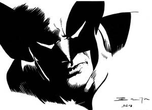 wolverine