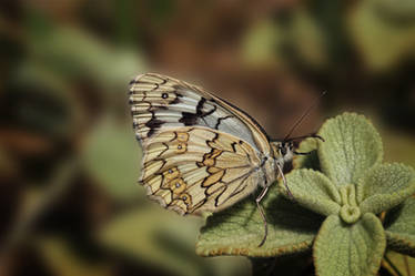 Melanargia russiae