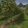 Lemon Tree Grove