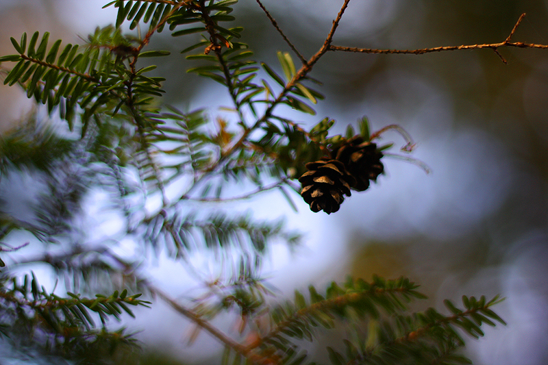 Junior Pinecones