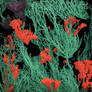 Abyssal Trenches and Sentient Spore-Kelp [02-senti