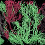 Abyssal Trenches and Sentient Spore-Kelp [02-senti