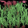 Abyssal Trenches and Sentient Spore-Kelp [02-senti