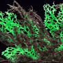 Abyssal Trenches and Sentient Spore-Kelp [01-trenc