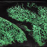 Abyssal Trenches and Sentient Spore-Kelp [01-trenc