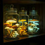Shelf Of Sealed Bell Jars Holding Whole Dried Spec